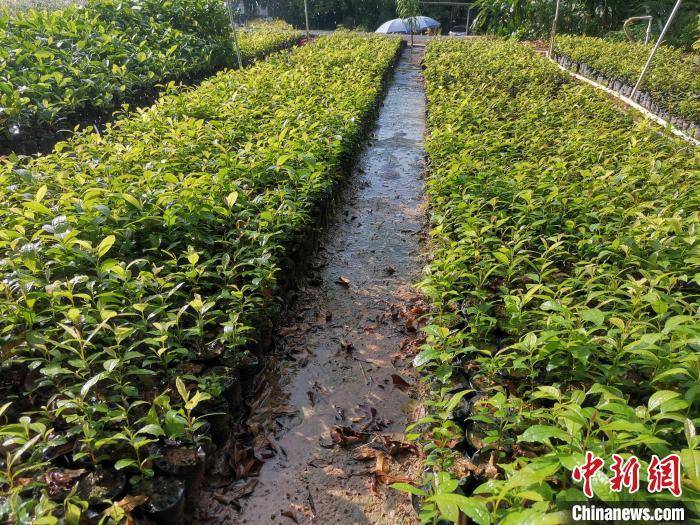 國家一級保護(hù)植物豬血木在廣東陽春實(shí)現(xiàn)人工擴(kuò)繁