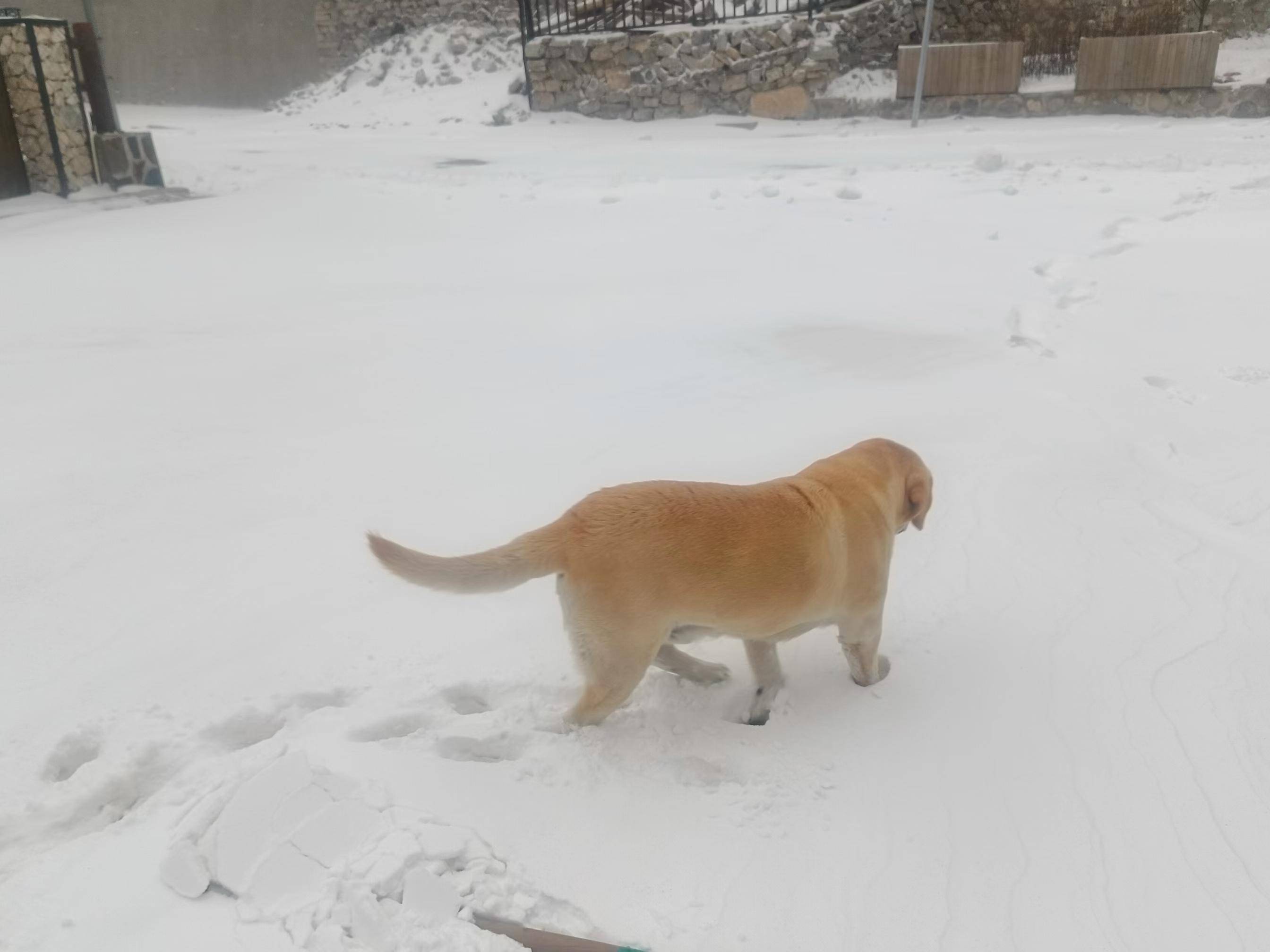 北京海拔最高山村：積雪已沒過腳面，山林銀裝素裹