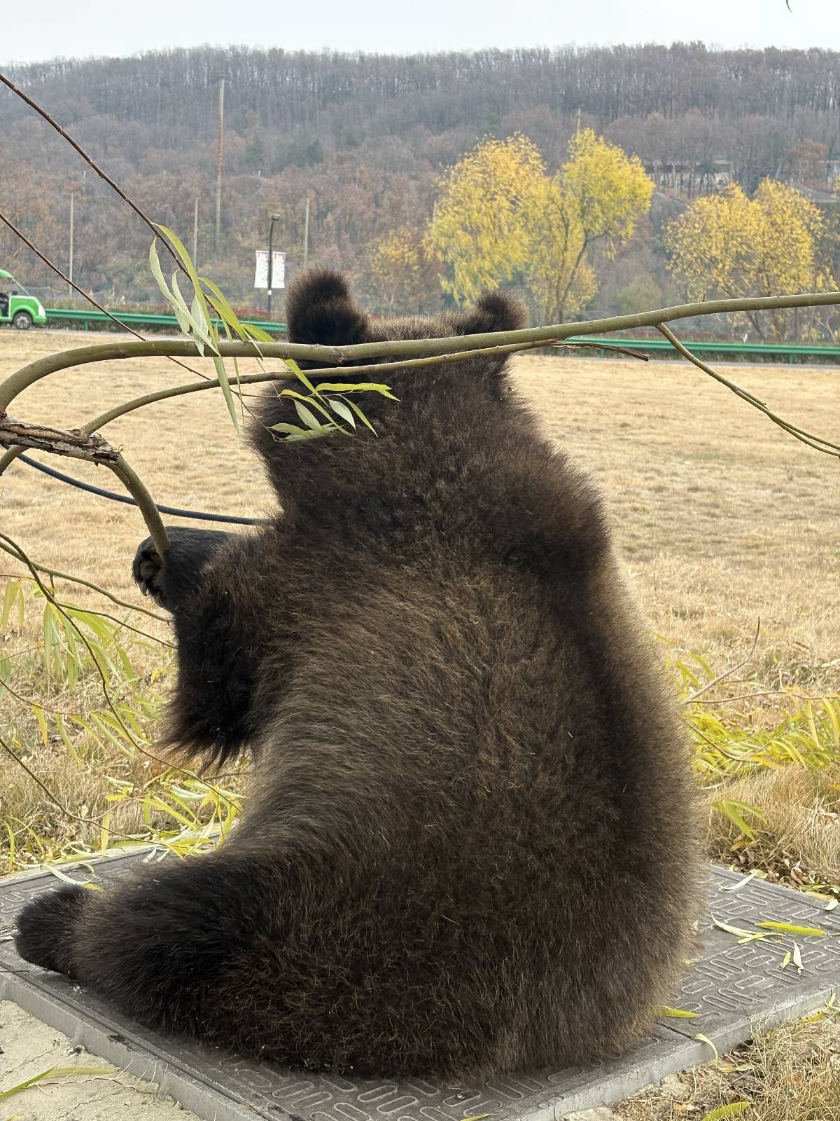 武漢女飼養(yǎng)員與棕熊“打架”引熱議，回應(yīng)：為了它以后更好融入大熊區(qū)，有意識(shí)地訓(xùn)練