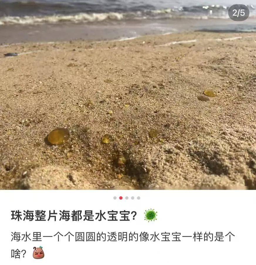 海邊密集出現(xiàn)“爆爆珠”？廣州、深圳等多地發(fā)布提醒