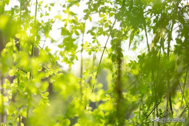 25℃+！西安“火箭式”升溫！但需警惕→